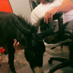 florida-farm-owners-ride-out-hurricane-milton-with-their-baby-donkey-in-bedroom