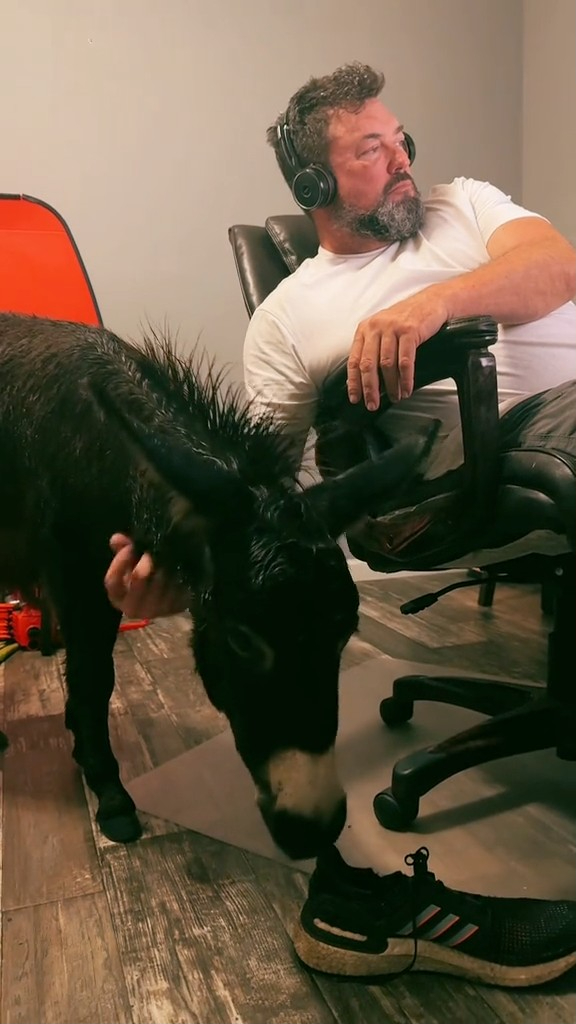 florida-farm-owners-ride-out-hurricane-milton-with-their-baby-donkey-in-bedroom