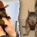 peanut-the-pet-squirrel-taken-away-by-new-york-state-officials-from-adopted-home,-may-be-euthanized