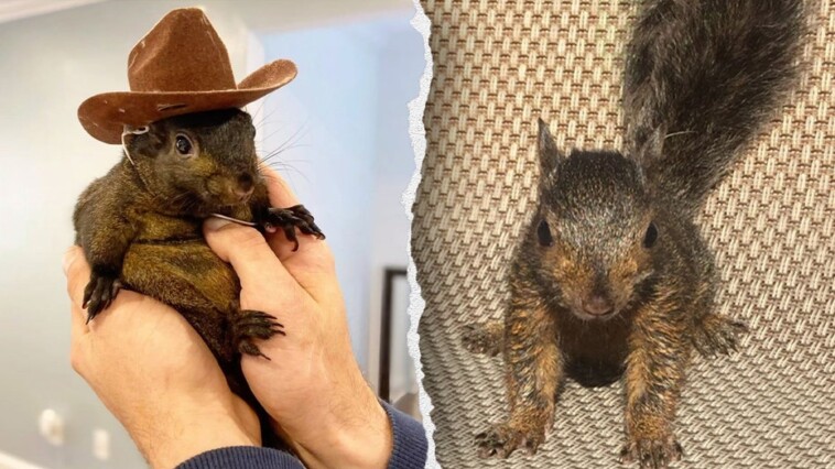 peanut-the-pet-squirrel-taken-away-by-new-york-state-officials-from-adopted-home,-may-be-euthanized