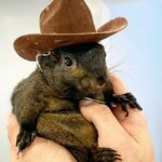 peanut-the-squirrel,-beloved-pet-and-internet-sensation,-euthanized-after-being-seized-by-ny-state