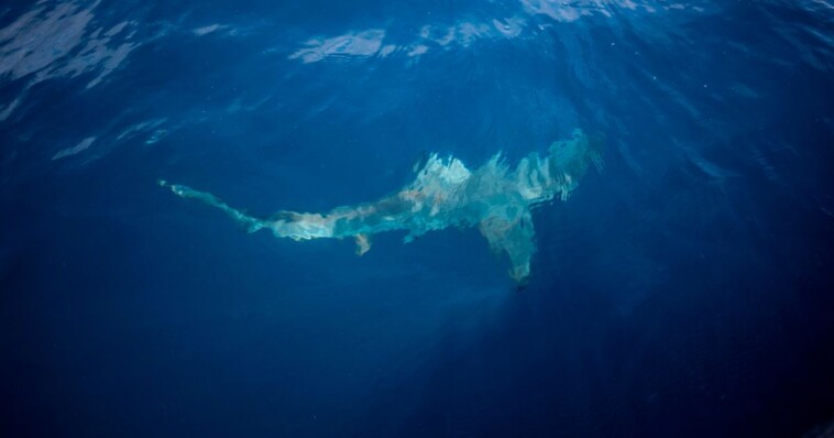 shark-bites-61-year-old-maui-surfer,-completely-severing-his-leg-below-the-knee