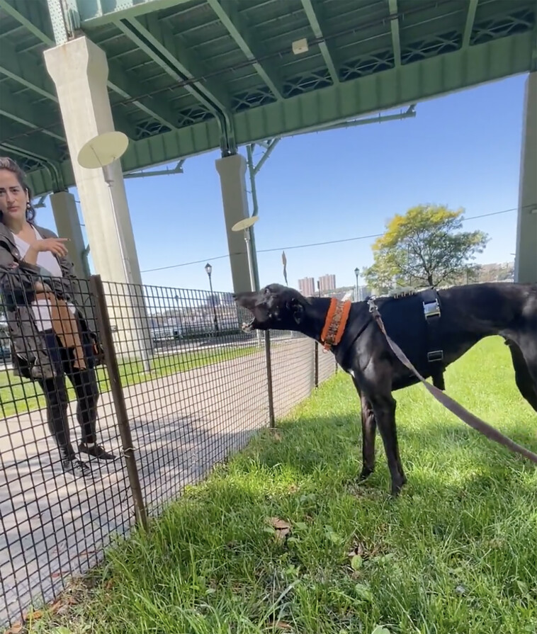 ‘deranged’-woman-dumps-coffee-on-influencer-in-caught-on-video-confrontation-with-popular-dog