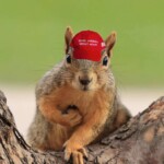 radicalized-squirrels-in-maga-hats-begin-uprising