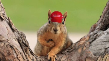 radicalized-squirrels-in-maga-hats-begin-uprising