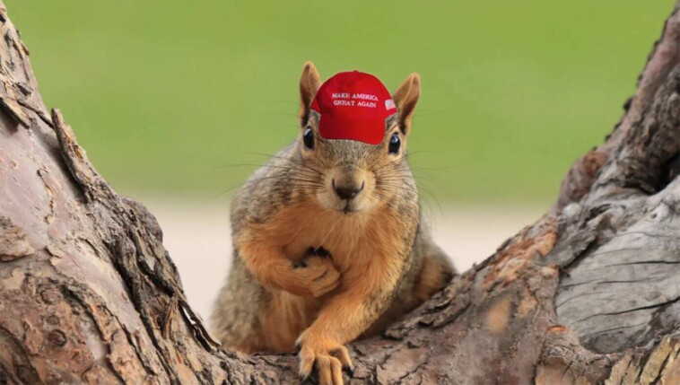 radicalized-squirrels-in-maga-hats-begin-uprising