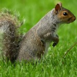 watch:-here’s-why-the-internet-loved-peanut-the-squirrel