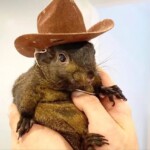 internet-sensation-peanut-the-squirrel-euthanized-by-new-york-state-government