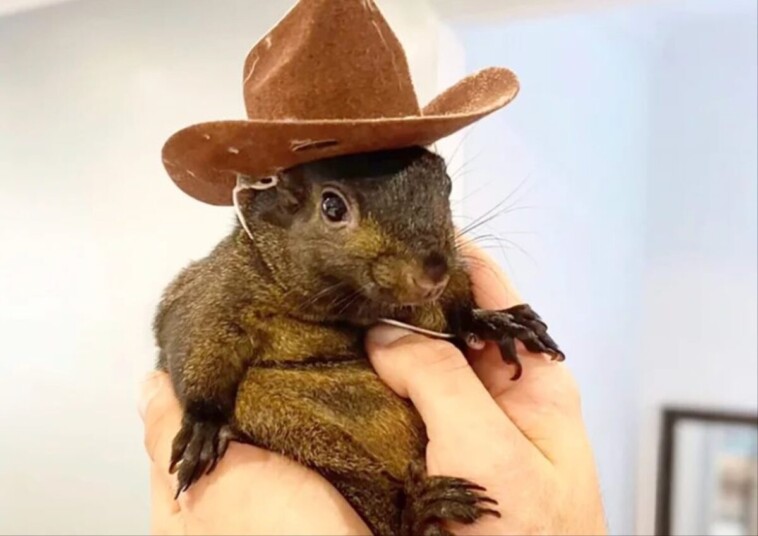 internet-sensation-peanut-the-squirrel-euthanized-by-new-york-state-government