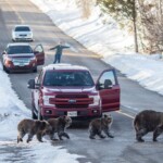 vigil-set-for-‘living-legend’-grizzly-399,-beloved-28-year-old-grand-teton-bear-fatally-struck-by-car