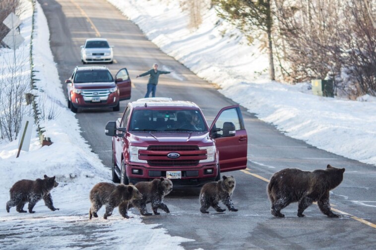 vigil-set-for-‘living-legend’-grizzly-399,-beloved-28-year-old-grand-teton-bear-fatally-struck-by-car