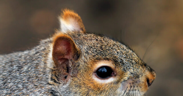 trump-supporters-decry-death-of-peanut-the-squirrel-as-government-overreach