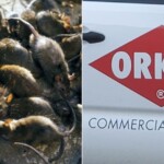 orkin-releases-‘rattiest-cities-list’-and-democrats-won’t-want-you-to-make-the-connection