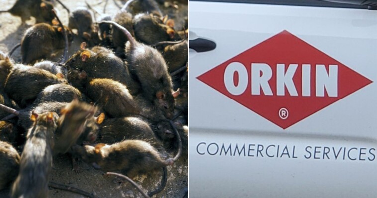 orkin-releases-‘rattiest-cities-list’-and-democrats-won’t-want-you-to-make-the-connection