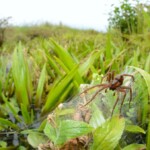 giant-spiders-the-size-of-a-human-hand-are-breeding-faster-than-ever