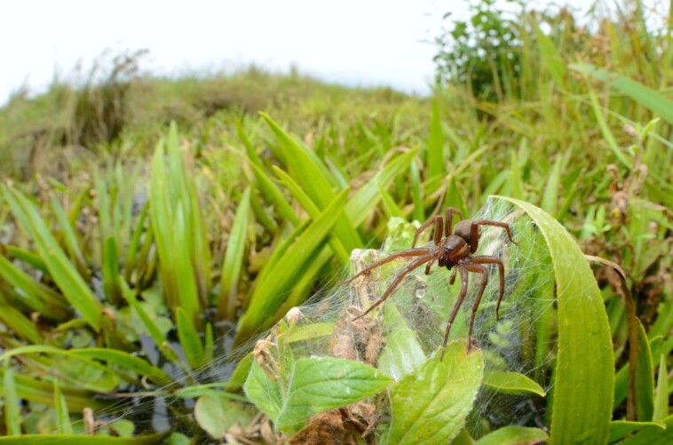 giant-spiders-the-size-of-a-human-hand-are-breeding-faster-than-ever