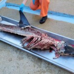 butchered-remains-of-dolphin-wash-ashore-on-new-jersey-beach,-sparking-investigation