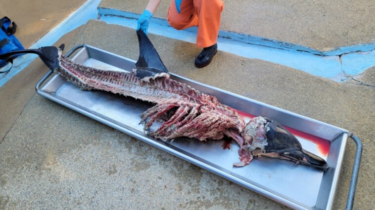 butchered-remains-of-dolphin-wash-ashore-on-new-jersey-beach,-sparking-investigation