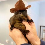 jd-vance-says-trump-is-‘fired-up’-over-death-of-p’nut-the-squirrel:-‘the-elon-musk-of-squirrels’