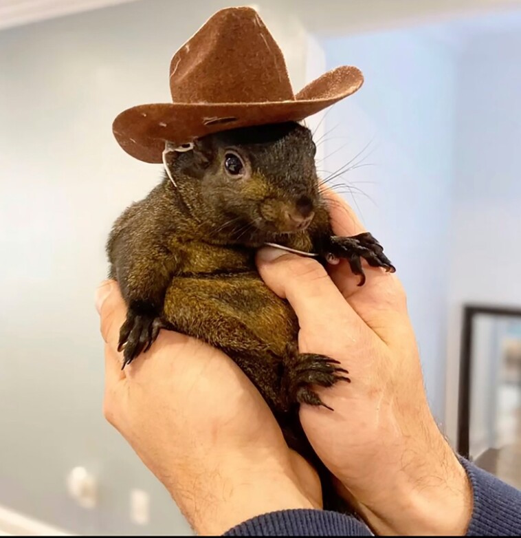 jd-vance-says-trump-is-‘fired-up’-over-death-of-p’nut-the-squirrel:-‘the-elon-musk-of-squirrels’