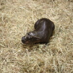 move-over,-moo-deng-—-haggis-the-baby-pygmy-hippo-is-taking-over