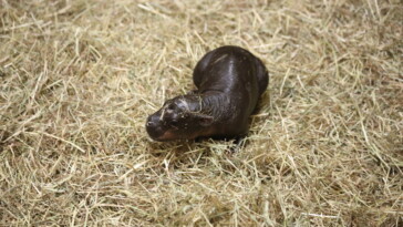 move-over,-moo-deng-—-haggis-the-baby-pygmy-hippo-is-taking-over