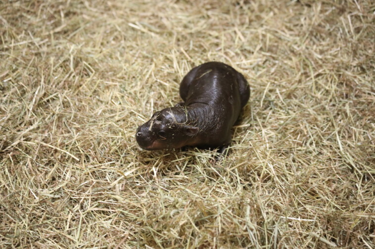 move-over,-moo-deng-—-haggis-the-baby-pygmy-hippo-is-taking-over