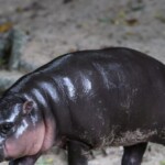 animal-spirits!:-viral-baby-hippo-‘moo-deng’-predicts-donald-trump-victory