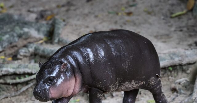 animal-spirits!:-viral-baby-hippo-‘moo-deng’-predicts-donald-trump-victory