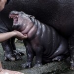 thailand’s-viral-baby-hippo-moo-deng-predicts-donald-trump-will-win-2024-us-presidential-election