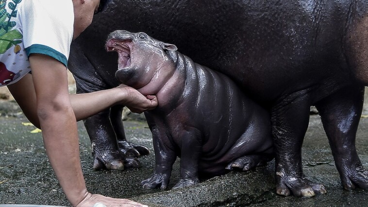 thailand’s-viral-baby-hippo-moo-deng-predicts-donald-trump-will-win-2024-us-presidential-election