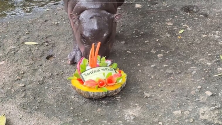 thailand’s-viral-baby-hippo-moo-deng-predicts-2024-presidential-election-winner