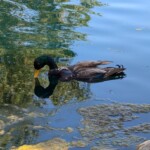 researchers-create-zombie-duck-drones-from-bodies-of-dead-birds