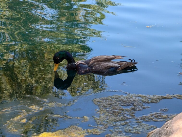 researchers-create-zombie-duck-drones-from-bodies-of-dead-birds