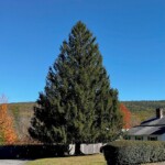 the-2024-rockefeller-center-christmas-tree-begins-its-journey-to-new-york-city:-photos