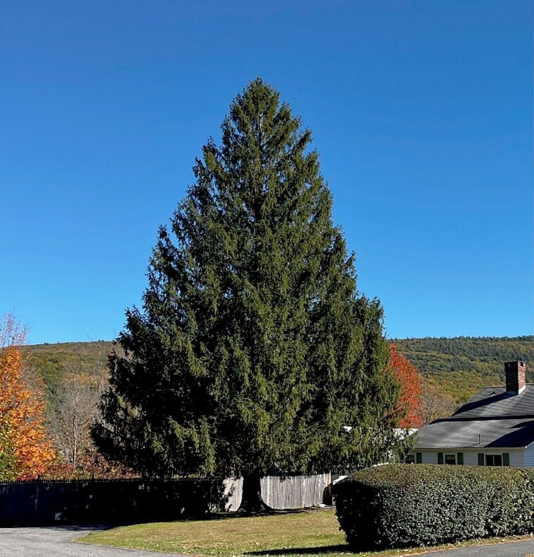 the-2024-rockefeller-center-christmas-tree-begins-its-journey-to-new-york-city:-photos