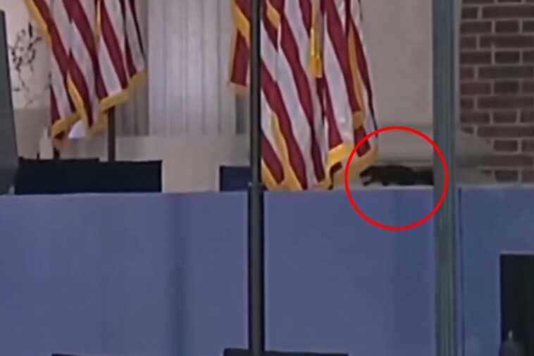 squirrel-spotted-onstage-before-kamala-harris’-concession-speech-—-and-internet-thinks-it’s-the-ghost-of-p’nut