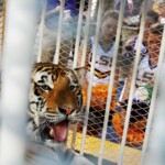 lsu-to-reportedly-have-a-live-tiger-on-the-sidelines-for-game-vs.-alabama-on-saturday