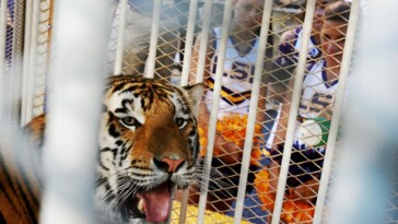 lsu-to-reportedly-have-a-live-tiger-on-the-sidelines-for-game-vs.-alabama-on-saturday