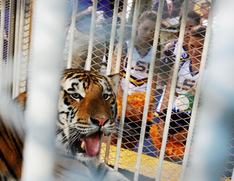 lsu-to-reportedly-have-a-live-tiger-on-the-sidelines-for-game-vs.-alabama-on-saturday