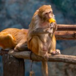 more-than-40-monkeys-escape-from-bio-research-lab-in-south-carolina