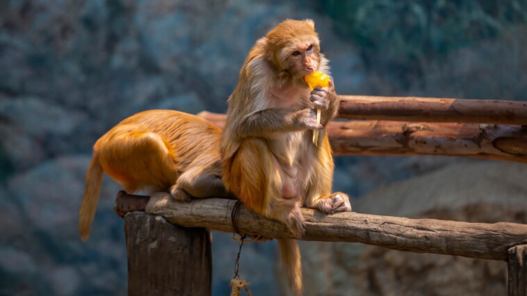 more-than-40-monkeys-escape-from-bio-research-lab-in-south-carolina