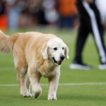 football-analyst-kirk-herbstreit-announces-death-of-beloved-dog-ben