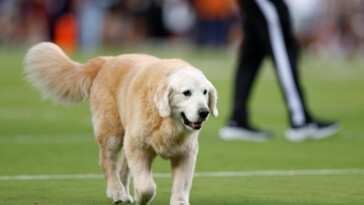 football-analyst-kirk-herbstreit-announces-death-of-beloved-dog-ben