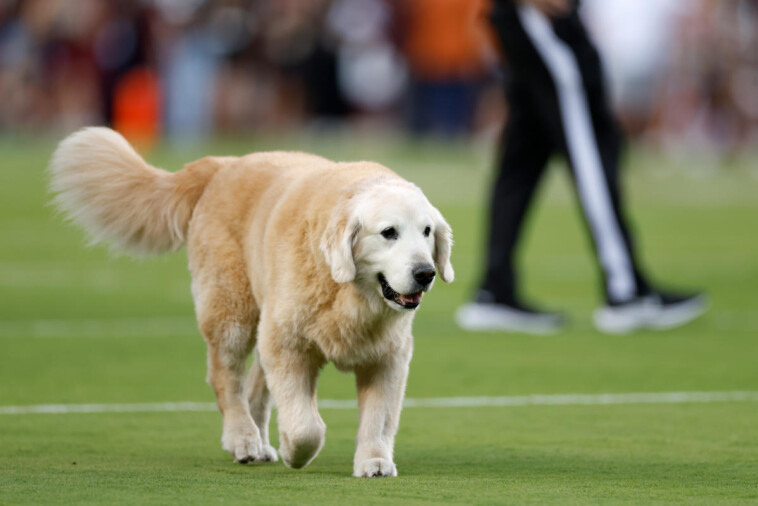 football-analyst-kirk-herbstreit-announces-death-of-beloved-dog-ben