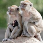 monkey-mayhem-as-dozens-of-primates-escape-south-carolina-research-center