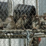 43-escaped-monkeys-still-loose-in-south-carolina-after-worker-failed-to-shut-door