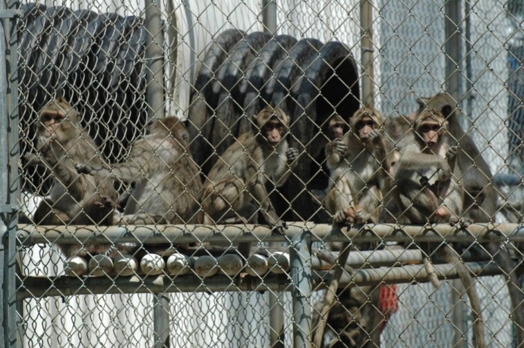 43-escaped-monkeys-still-loose-in-south-carolina-after-worker-failed-to-shut-door