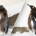 social-media-sensation-pesto-the-penguin-chick-begins-molting-baby-feathers,-enters-‘awkward-teen’-phase