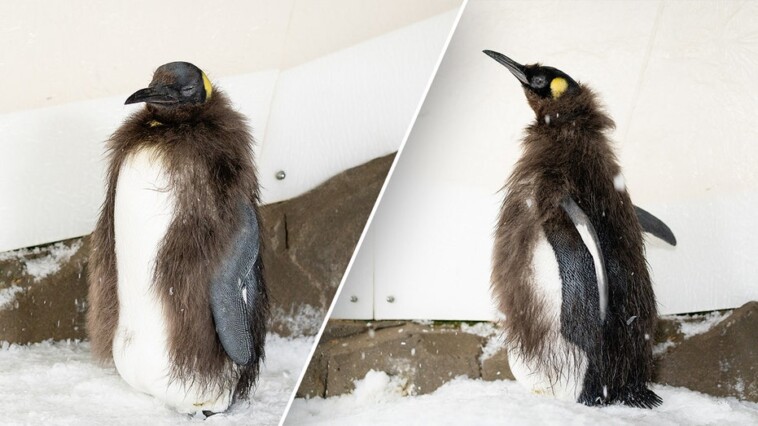 social-media-sensation-pesto-the-penguin-chick-begins-molting-baby-feathers,-enters-‘awkward-teen’-phase